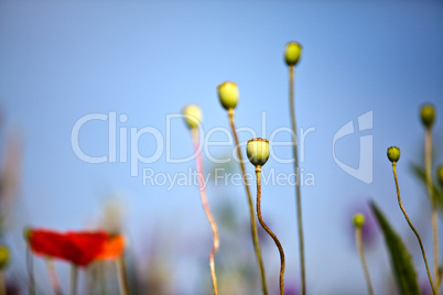 Mohnblumen auf Wiese