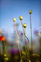 Mohnblumen auf Wiese