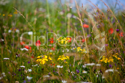 Wiese im Sommer