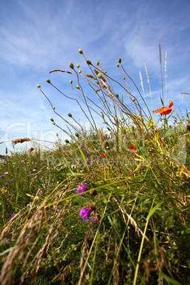 Wiese im Sommer