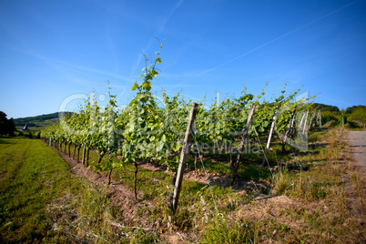 Weinberge