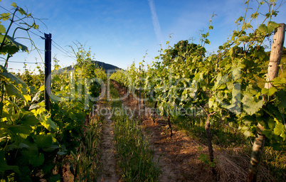 Weinberge