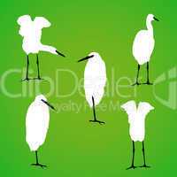 Vögel vor grünem Hintergrund