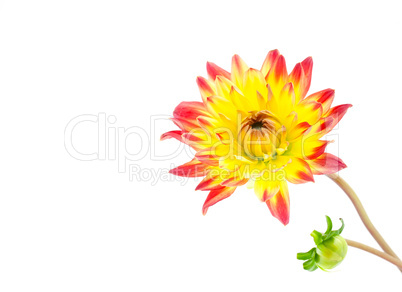 Dahlienblüte mit Knospe / dahlia with bud