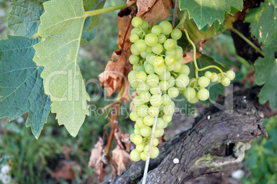 Green grapes