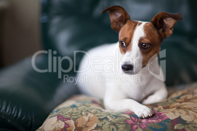 Jack Russell Terrier Puppy Portrait on Pillow