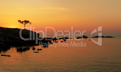 Alone tree at sunset