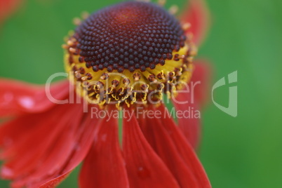 Helenium Hybrid