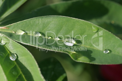 Regentropfen auf Blatt