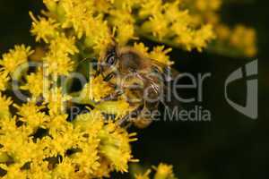 Europaeische Honigbiene (Apis mellifera) / Western honey bee (Ap