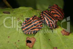 Streifenwanze / Strip bug (Graphosoma lineatum)