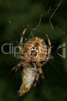 Gartenkreuzspinne / European garden spider (Araneus diadematus)