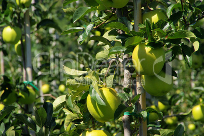 Apfel am Baum - apple on tree 139