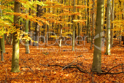 Buchenwald im Herbst - beech forest in fall 02