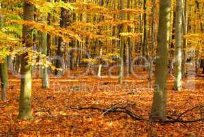Buchenwald im Herbst - beech forest in fall 02