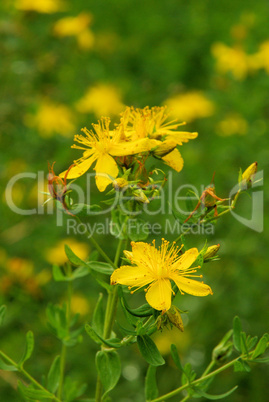 Johanniskraut - St Johns wort 20