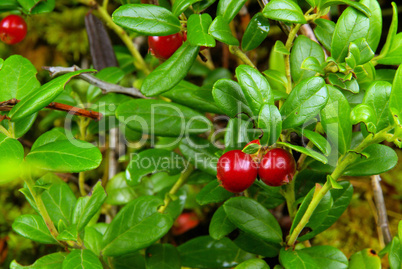 Preiselbeere Pflanze - cowberry plant 12
