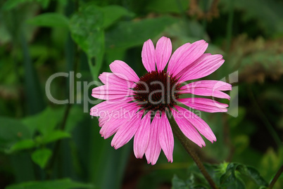 Sonnenhut Purpur - Purple Coneflower 01