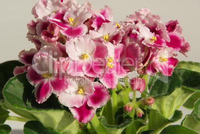 Usambaraveilchen - African violet 09