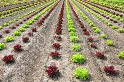 Feld mit Salat