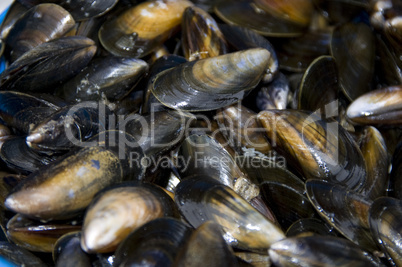 Mussels