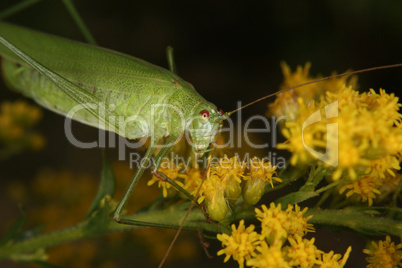 Gemeine Sichelschrecke (Phaneroptera falcata) / Bush crickets (P