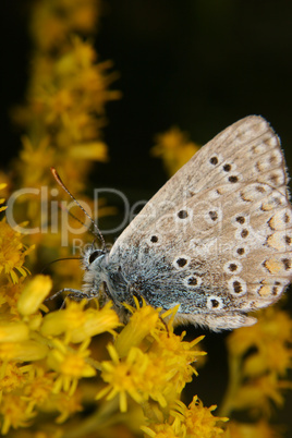 Blaeuling (Lycaenidae) / Gossamer-winged butterfly (Lycaenidae)