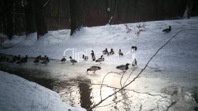 Winterlandschaft mit Enten