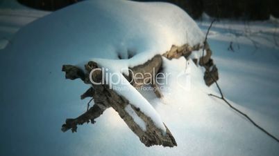 Baumstumpf schaut aus dem Schnee