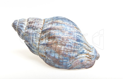 Muscheln isoliert auf weiss Muscheln isoliert auf weiss