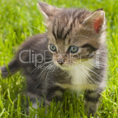 kleines Maine Coon