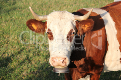 Head of a cow