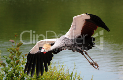 Flying royal crane