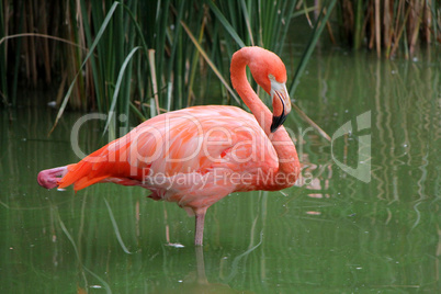 Pink flamingo