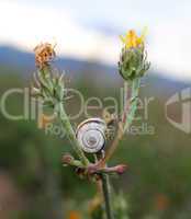 Snail shell between two flowers