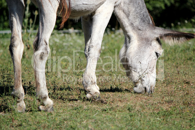Grey donkey eating
