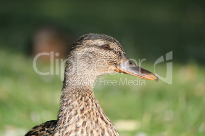 Head of a female duck