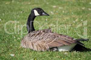 Goose lying in the grass
