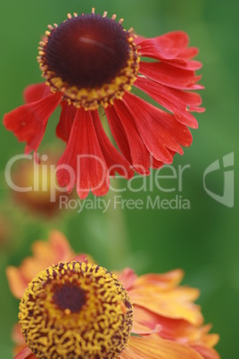 Helenium Hybrid