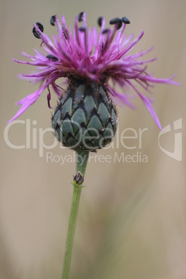 Wiesenflockenblume