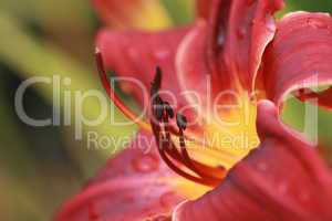 Feuerlilie rot