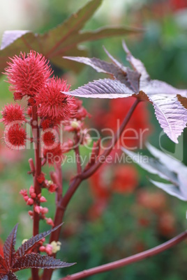 rote Blüten