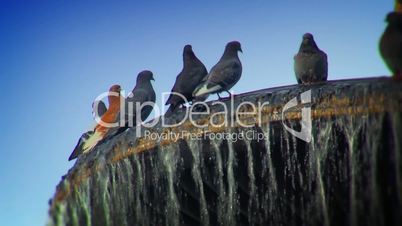 Pigeons on the fountain
