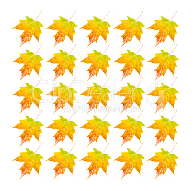 Autumn Leaves - Photo Object