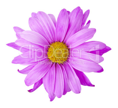 Purple Flower - Photo Object