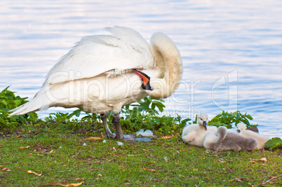 Eine Schwanenfamilie an der Hamburger Außenalster