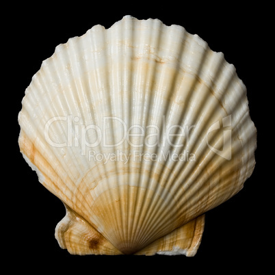 Shell