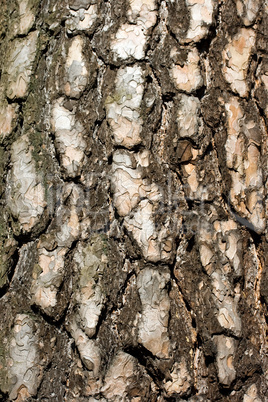 Pine bark