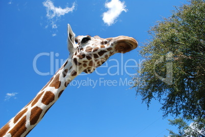 Looking up at giraffe