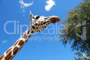 Looking up at giraffe